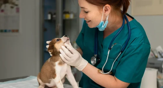 Pós graduação em veterinária EaD