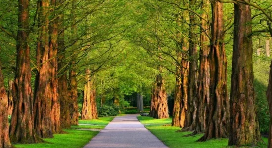 A importancia do Direito Ambiental na atualidade arvores faveni