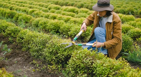 Pós-graduação em Agronomia: Cursos e mercado de trabalho