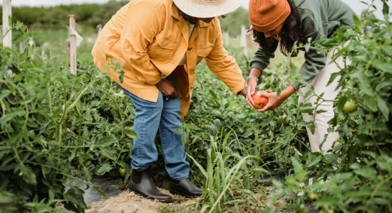 pós graduação em agronomia