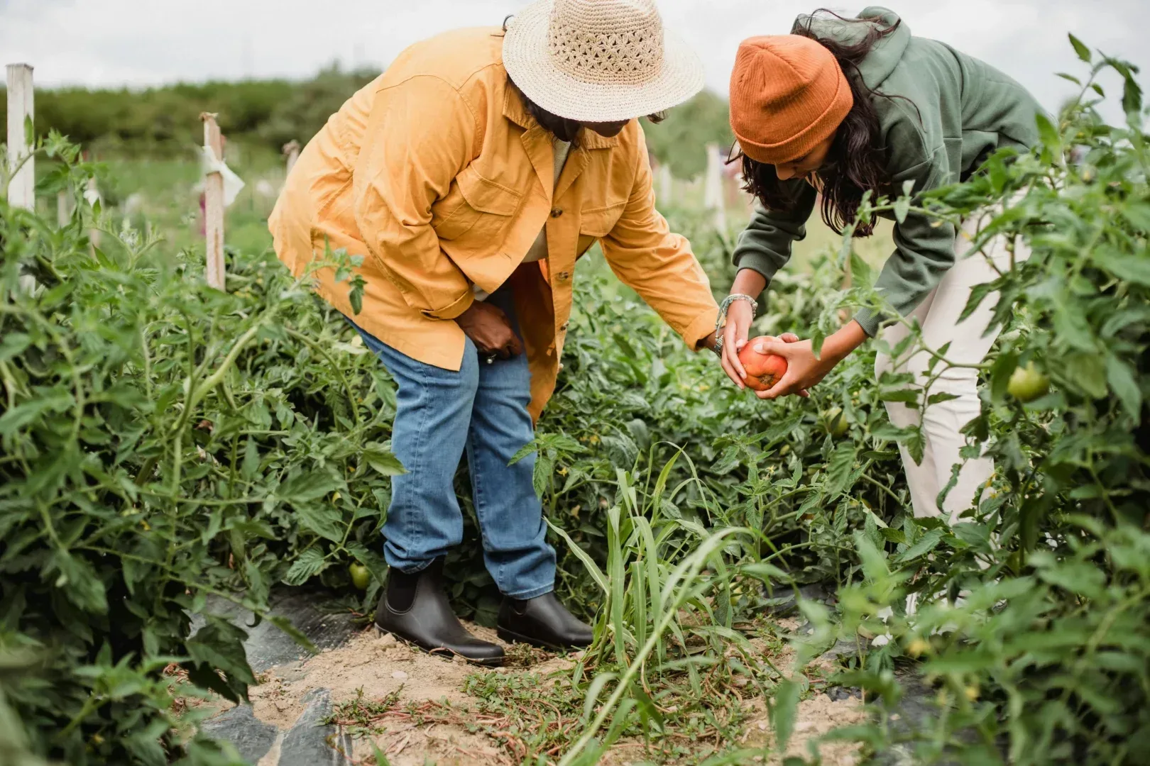 pós graduação em agronomia