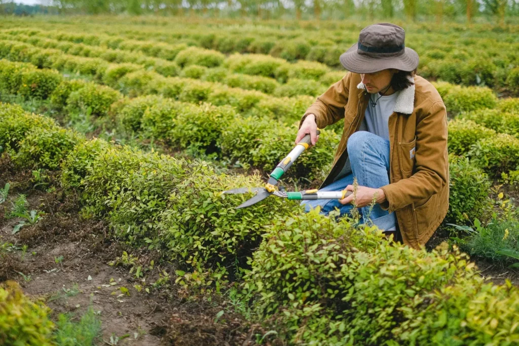 Pós-graduação em Agronomia: Cursos e mercado de trabalho